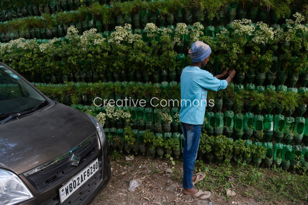 While walking down the streets of Kolkata, I spotted a boy who was nurturing plants grown in discarded plastic bottles along the walls of his own home and of his neighbours.  The city Kolkata has very limited space for tree plantations along the road. This innovative method not only helps to plant trees but can also be a solution for plastic pollution which can lead to sustainable city habitat.