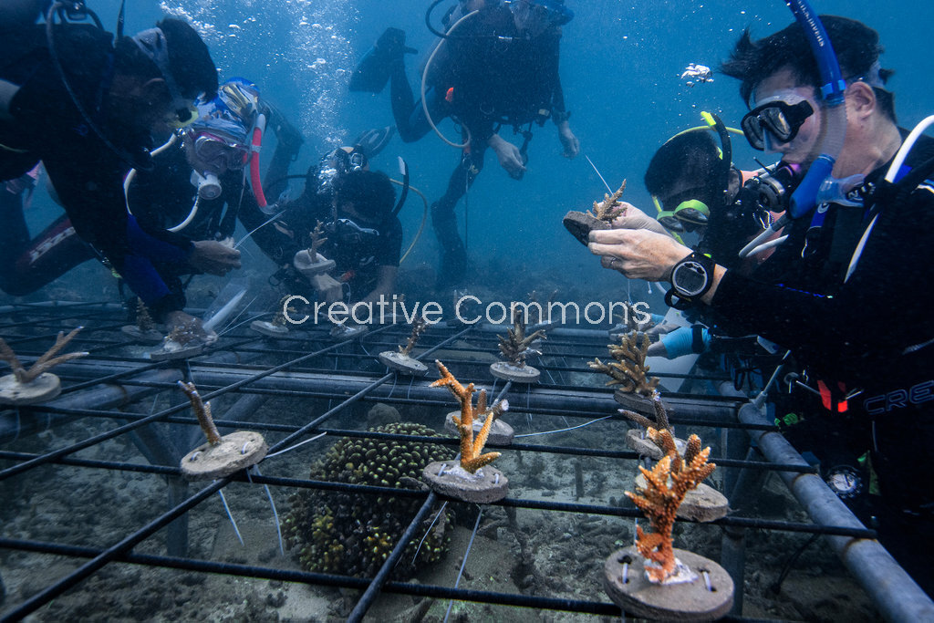 In the administrative region of Kepulauan Seribu National Park, Pramuka Island, the coastal community is committed to coral restoration to preserve the marine ecosystem.