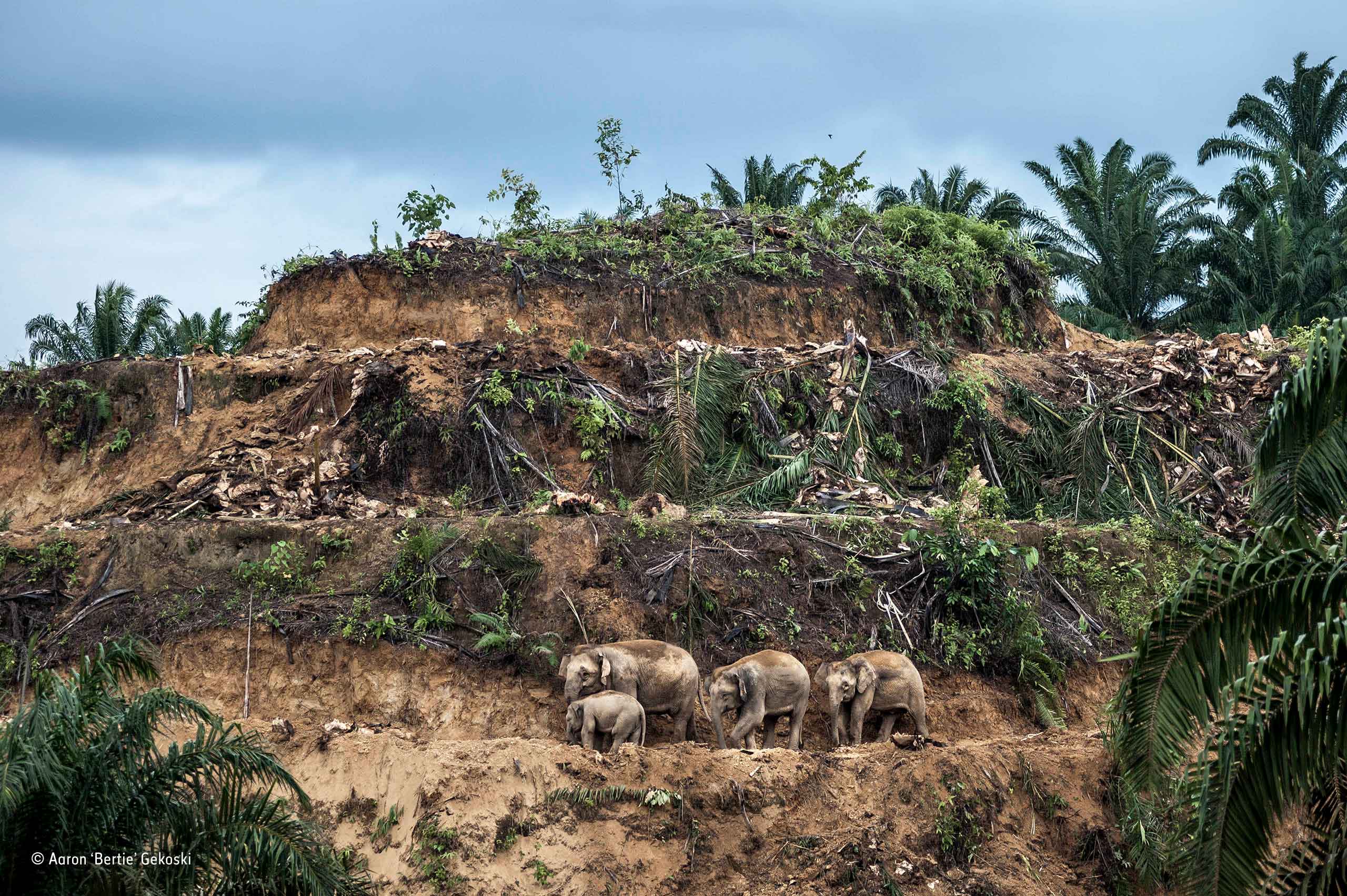 Wildlife Photographer of the Year: a call for action