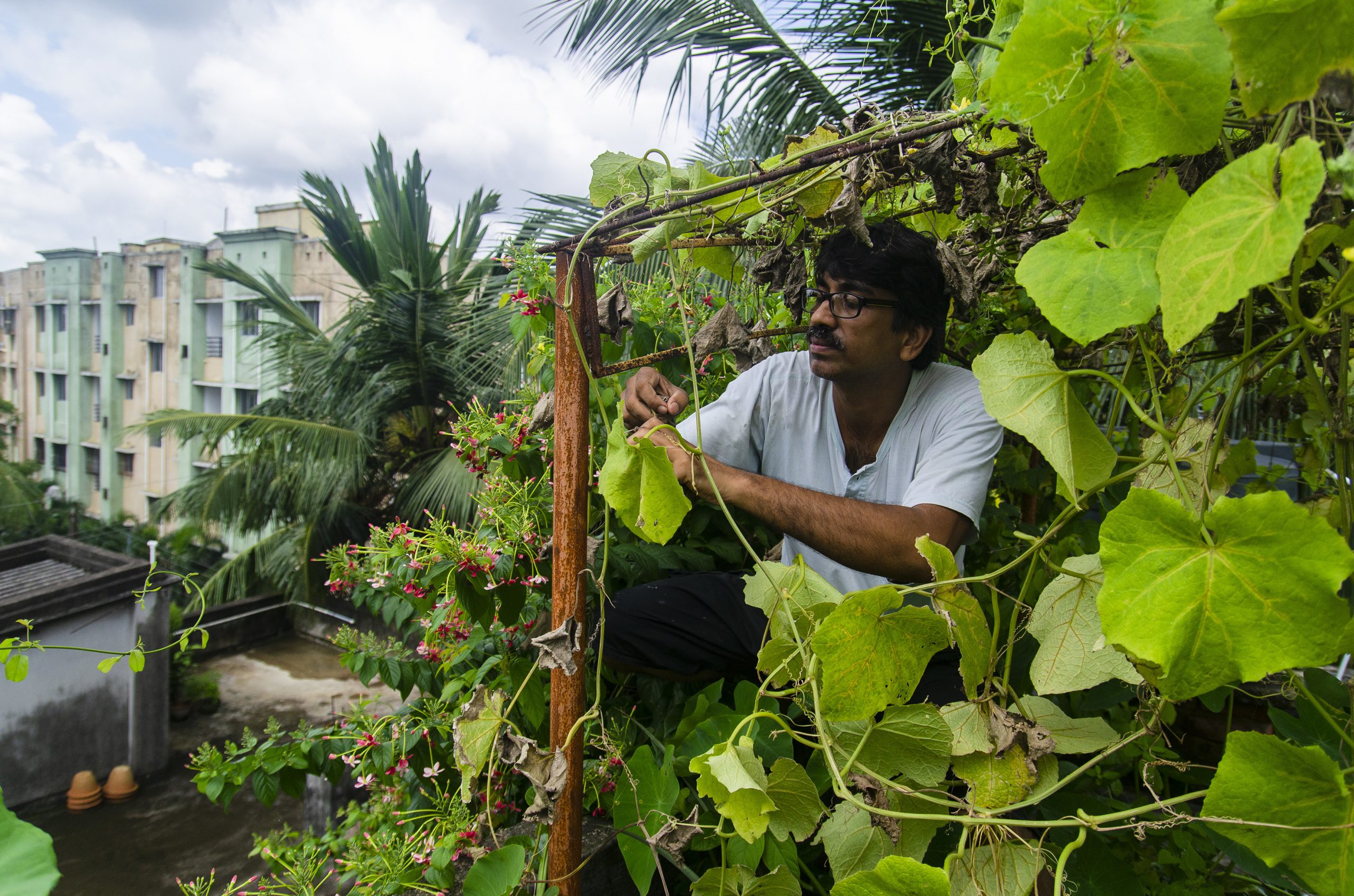 A men tending his plants and vines in a rooftop garden in Kolkata.